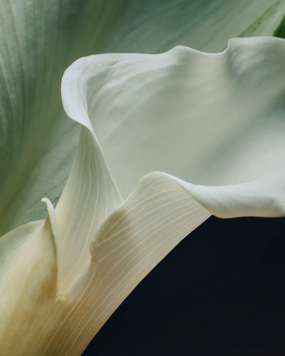 Close-up picture of White flower