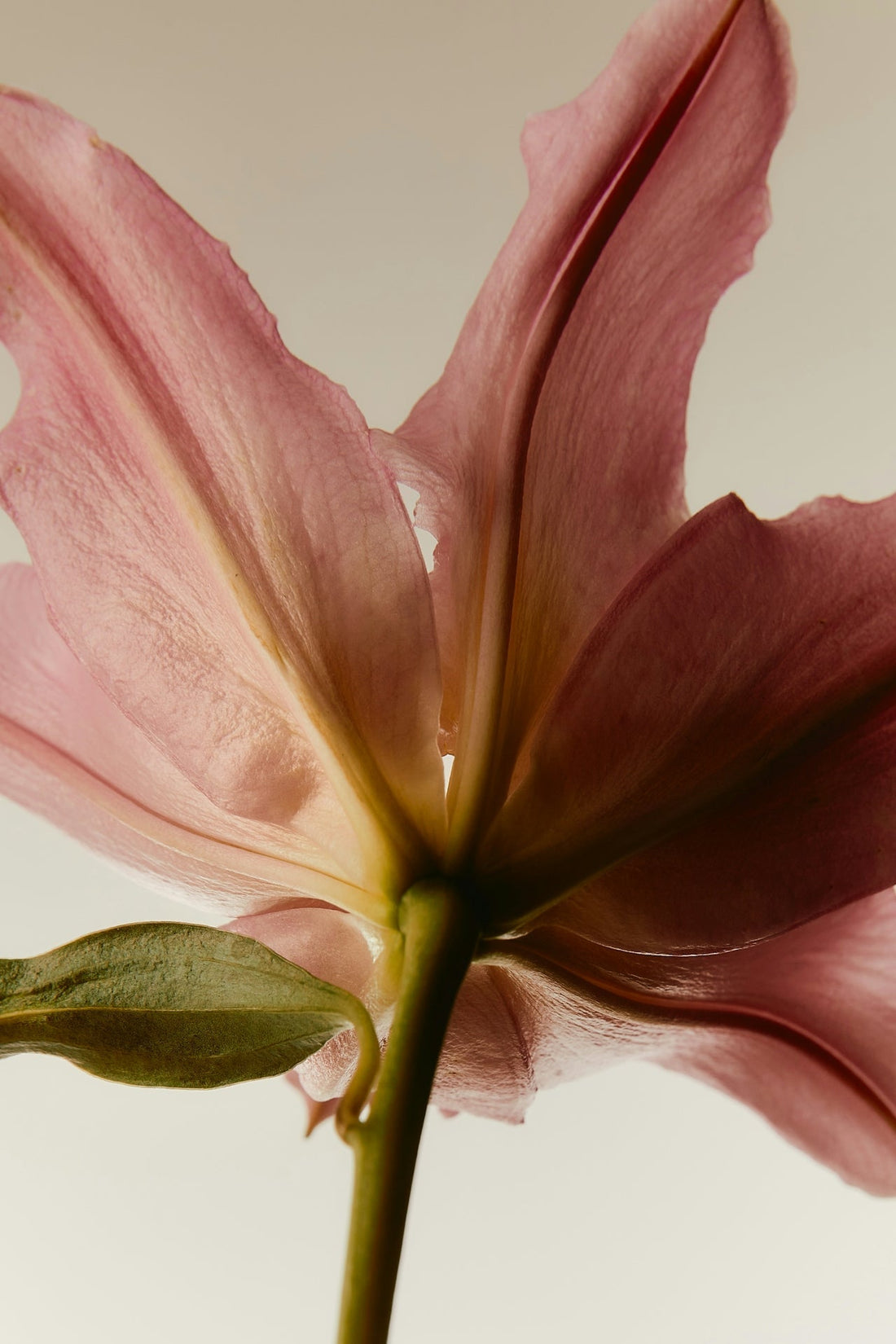 Pink Lily Flower