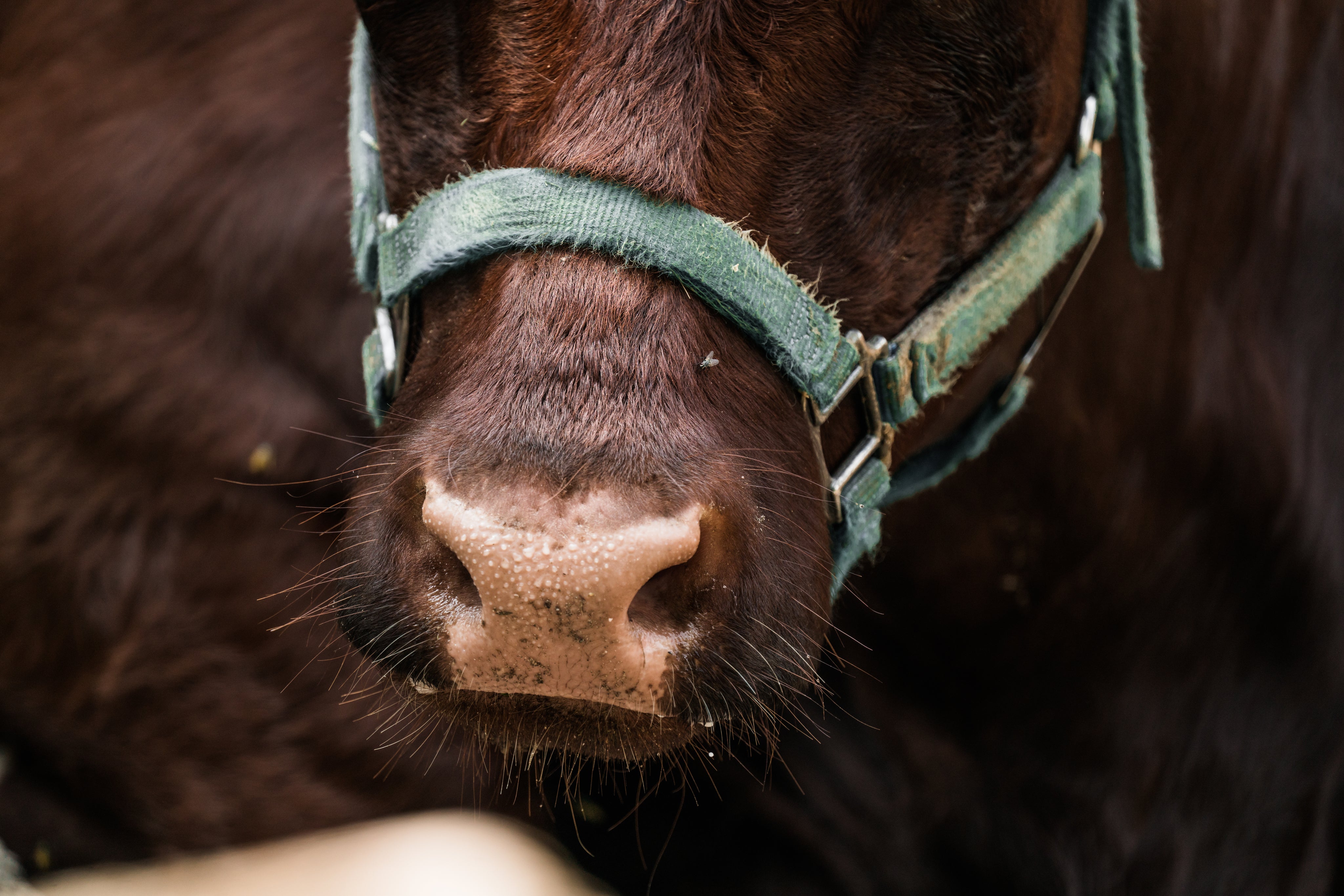 Close-up photo of a cow’s head
